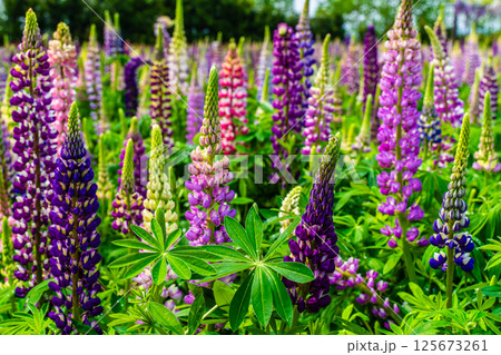 みやざき園のルピナス【長崎県大村市】 みやざき園のルピナス【長崎県大村市】 125673261