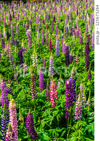 みやざき園のルピナス【長崎県大村市】 みやざき園のルピナス【長崎県大村市】 125673264