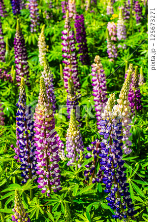 みやざき園のルピナス【長崎県大村市】 125673271