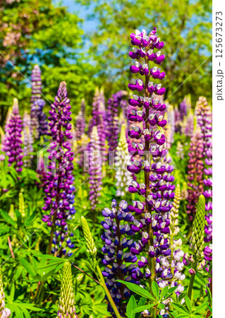 みやざき園のルピナス【長崎県大村市】 125673273