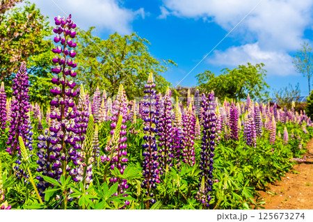 みやざき園のルピナス【長崎県大村市】 125673274