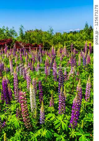 みやざき園のルピナス【長崎県大村市】 125673278