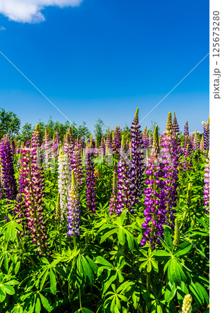 みやざき園のルピナス【長崎県大村市】 125673280
