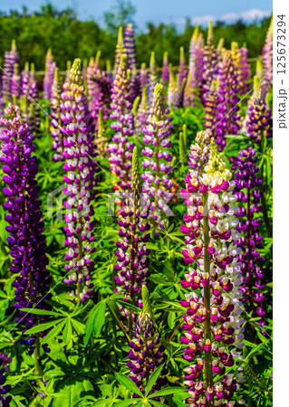 みやざき園のルピナス【長崎県大村市】 みやざき園のルピナス【長崎県大村市】 125673294