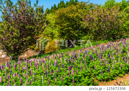みやざき園のルピナス【長崎県大村市】 125673306