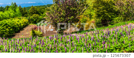 みやざき園のルピナス　パノラマ【長崎県大村市】 125673307