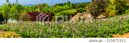 みやざき園のルピナス パノラマ【長崎県大村市】 みやざき園のルピナス パノラマ【長崎県大村市】 125673311