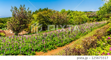 みやざき園のルピナス　パノラマ【長崎県大村市】 125673317