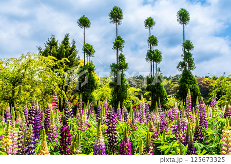 みやざき園のルピナス【長崎県大村市】 125673325
