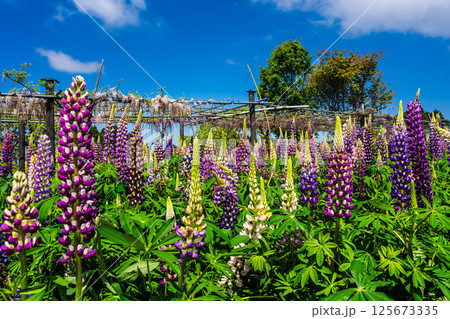 みやざき園のルピナス【長崎県大村市】 125673335