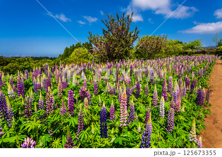 みやざき園のルピナス【長崎県大村市】 みやざき園のルピナス【長崎県大村市】 125673355