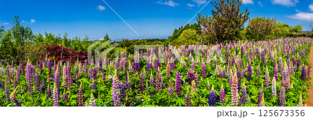 みやざき園のルピナス パノラマ【長崎県大村市】 みやざき園のルピナス パノラマ【長崎県大村市】 125673356