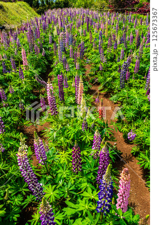 みやざき園のルピナス【長崎県大村市】 125673367