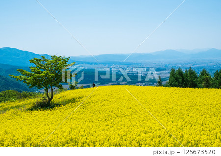 三ノ倉高原菜の花畑 125673520