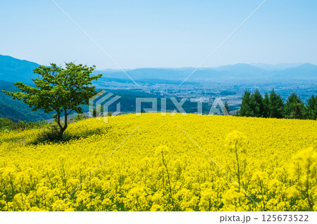 三ノ倉高原菜の花畑 三ノ倉高原菜の花畑 125673522