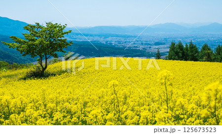 三ノ倉高原菜の花畑 三ノ倉高原菜の花畑 125673523