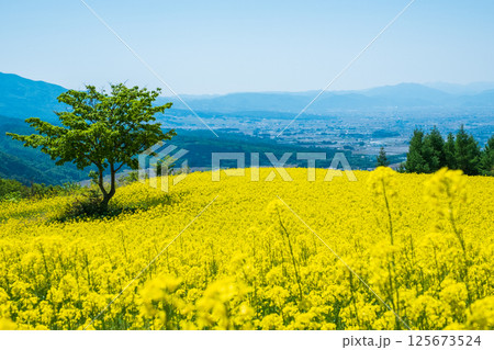 三ノ倉高原菜の花畑 三ノ倉高原菜の花畑 125673524