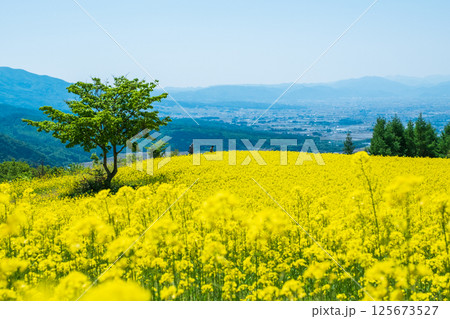 三ノ倉高原菜の花畑 125673527