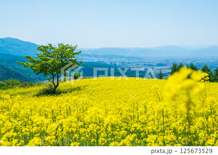 三ノ倉高原菜の花畑 125673529