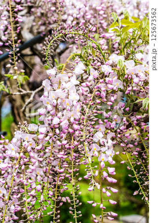 みやざき園のフジ【長崎県大村市】 125673562