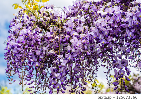 みやざき園のフジ【長崎県大村市】 125673566