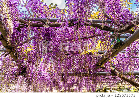 みやざき園のフジ【長崎県大村市】 125673573