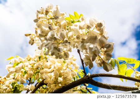 みやざき園のフジ【長崎県大村市】 125673579