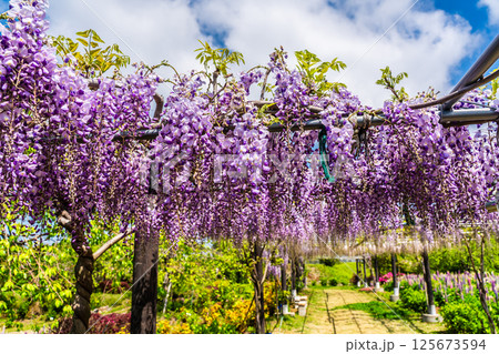みやざき園のフジ【長崎県大村市】 125673594