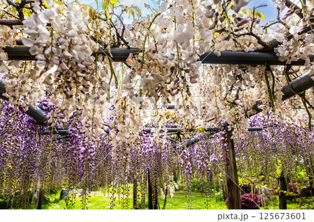 みやざき園のフジ【長崎県大村市】 125673601