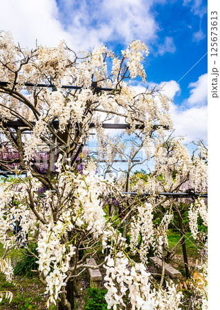 みやざき園のフジ【長崎県大村市】 125673613