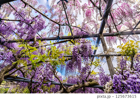みやざき園のフジ【長崎県大村市】 125673615