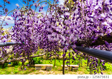 みやざき園のフジ【長崎県大村市】 125673631