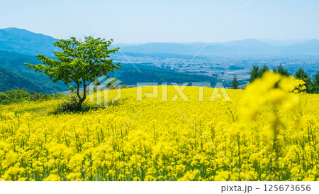 三ノ倉高原菜の花畑 125673656