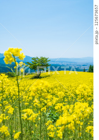 三ノ倉高原菜の花畑 125673657