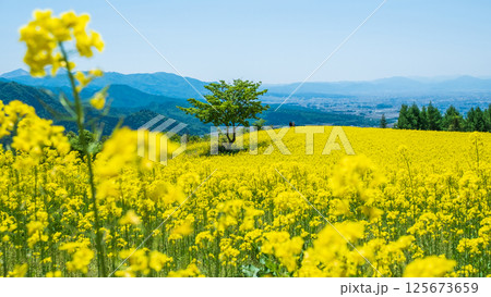三ノ倉高原菜の花畑 125673659