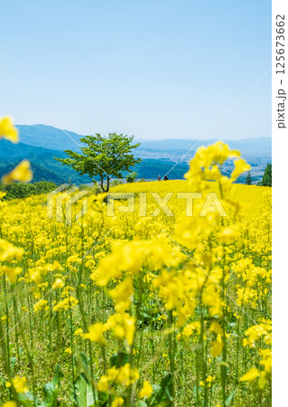三ノ倉高原菜の花畑 三ノ倉高原菜の花畑 125673662