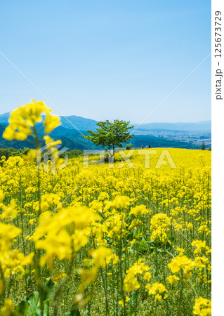 三ノ倉高原菜の花畑 125673729