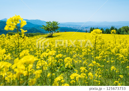 三ノ倉高原菜の花畑 三ノ倉高原菜の花畑 125673733