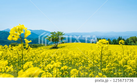 三ノ倉高原菜の花畑 125673736
