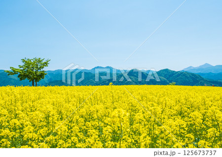 三ノ倉高原菜の花畑 三ノ倉高原菜の花畑 125673737