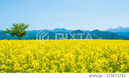 三ノ倉高原菜の花畑 125673745