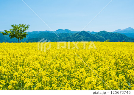 三ノ倉高原菜の花畑 三ノ倉高原菜の花畑 125673746