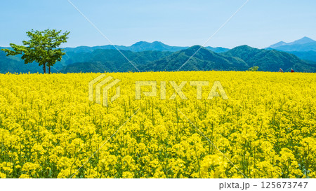 三ノ倉高原菜の花畑 125673747