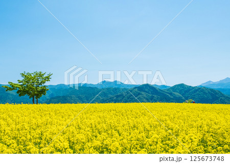 三ノ倉高原菜の花畑 125673748