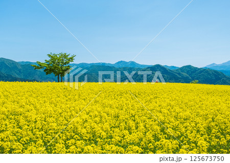 三ノ倉高原菜の花畑 三ノ倉高原菜の花畑 125673750