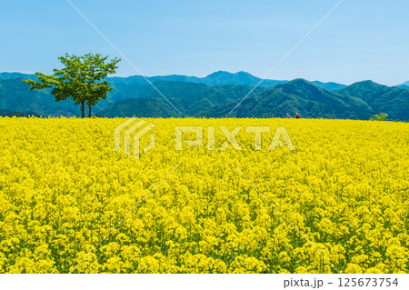 三ノ倉高原菜の花畑 三ノ倉高原菜の花畑 125673754