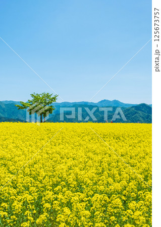 三ノ倉高原菜の花畑 125673757