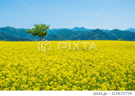 三ノ倉高原菜の花畑 125673759