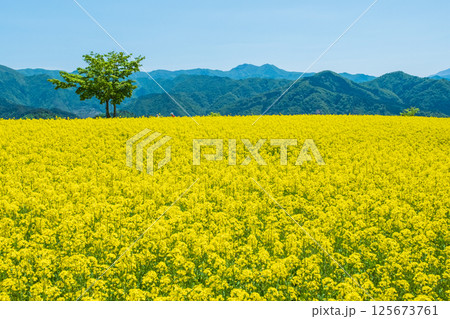 三ノ倉高原菜の花畑 三ノ倉高原菜の花畑 125673761