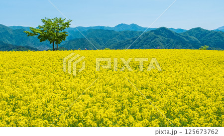 三ノ倉高原菜の花畑 三ノ倉高原菜の花畑 125673762